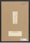 Diatomeae indet. Zeichnungen Sammlung Grunow Nr. 5945 (NHMW-BOT-W0374416)